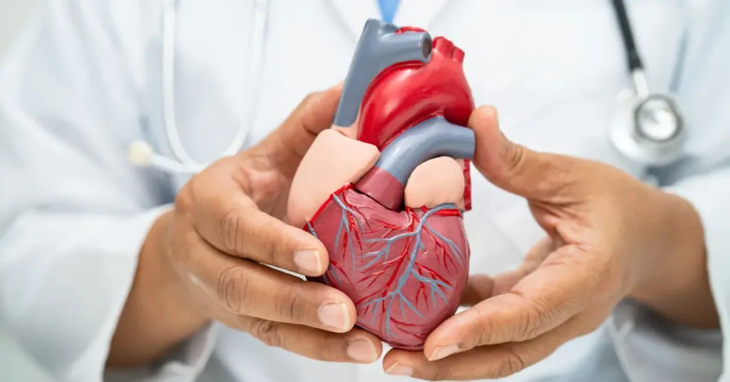 A doctor in a white coat holds a detailed anatomical model of a human heart, showing arteries and veins. A stethoscope hangs around the doctor's neck, indicating a medical or educational setting focused on cardiovascular health.